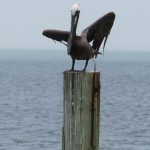 Brown pelicans are common at South Padre Island, Texas. - photo by Joe Alexander