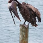 Brown pelicans are common at South Padre Island, Texas. - photo by Joe Alexander