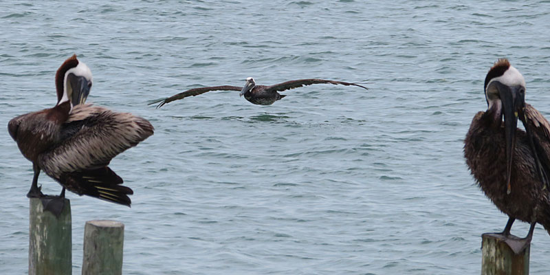 Coming in for a landing. Brown pelicans are common at South Padre Island, Texas. - photo by Joe Alexander