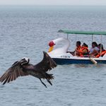 Brown pelicans are common at South Padre Island, Texas. - photo by Joe Alexander
