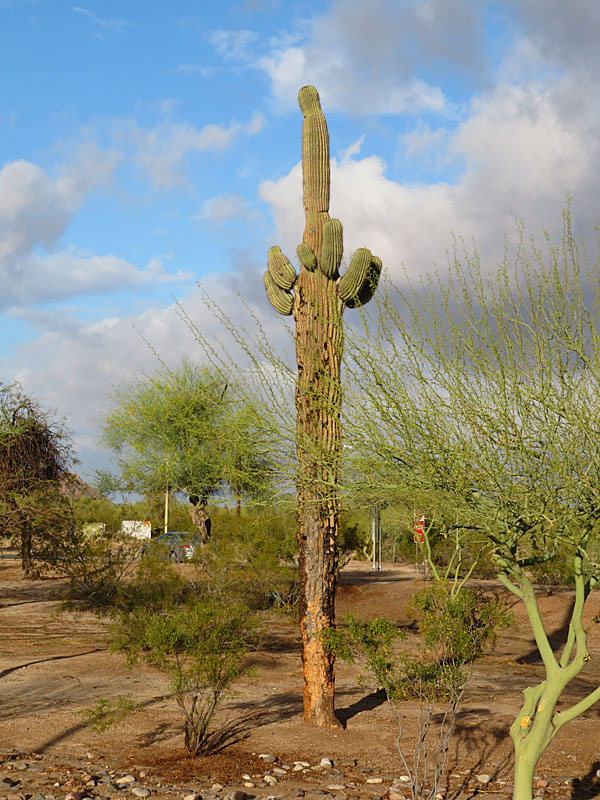 An old saguaro cactus in the Sonoran Desert near Tucson, Arizona. - photo by Joe Alexander
