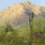 A visit to the Sonoran Desert near Tucson, Arizona. - photo by Joe Alexander