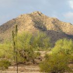 A visit to the Sonoran Desert near Tucson, Arizona. - photo by Joe Alexander