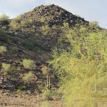 A visit to the Sonoran Desert near Tucson, Arizona. - photo by Joe Alexander