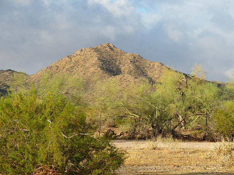 Sonoran Desert near Tucson, Arizona. - photo by Joe Alexander