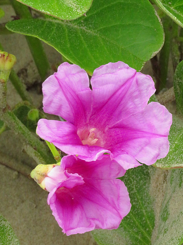 Beach flowers at South Padre Island. - photo by Joe Alexander