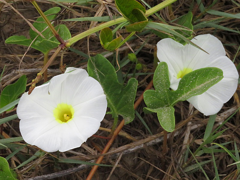 Beach flowers at South Padre Island. - photo by Joe Alexander