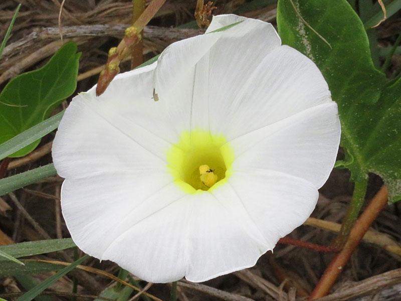Beach flowers at South Padre Island. - photo by Joe Alexander