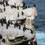 Cormorants populated the rocks along La Jolla Cove in San Diego, California. - photo by Joe Alexander