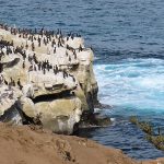 Cormorants populated the rocks along La Jolla Cove in San Diego, California. - photo by Joe Alexander