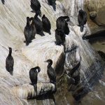Cormorants populated the rocks along La Jolla Cove in San Diego, California. - photo by Joe Alexander