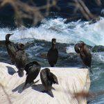 Cormorants populated the rocks along La Jolla Cove in San Diego, California. - photo by Joe Alexander