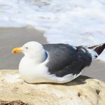 A seagull sits on the rocks along La Jolla Cove in San Diego, California. - photo by Joe Alexander