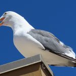 A seagull hangs out near La Jolla Cove in San Diego, California. - photo by Joe Alexander