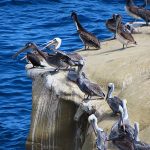 La Jolla Cove in San Diego, California, is a good spot to watch pelicans resting on the rocky beach. - photo by Joe Alexander