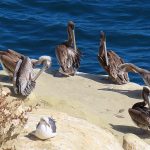 La Jolla Cove in San Diego, California, is a good spot to watch pelicans resting on the rocky beach. - photo by Joe Alexander