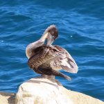 La Jolla Cove in San Diego, California, is a good spot to watch pelicans resting on the rocky beach. - photo by Joe Alexander