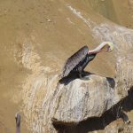 La Jolla Cove in San Diego, California, is a good spot to watch pelicans resting on the rocky beach. - photo by Joe Alexander
