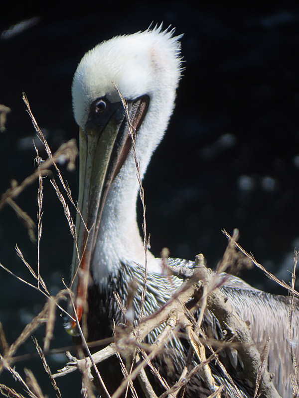 A pelican hanging out at La Jolla Cove in San Diego, California, in September 2025. - photo by Joe Alexander