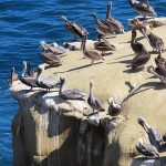La Jolla Cove in San Diego, California, is a good spot to watch pelicans resting on the rocky beach. - photo by Joe Alexander