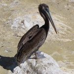 La Jolla Cove in San Diego, California, is a good spot to watch pelicans resting on the rocky beach. - photo by Joe Alexander