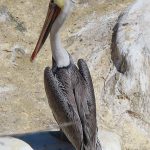 La Jolla Cove in San Diego, California, is a good spot to watch pelicans resting on the rocky beach. - photo by Joe Alexander