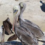 La Jolla Cove in San Diego, California, is a good spot to watch pelicans resting on the rocky beach. - photo by Joe Alexander
