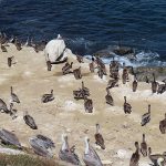 La Jolla Cove in San Diego, California, is a good spot to watch pelicans resting on the rocky beach. - photo by Joe Alexander