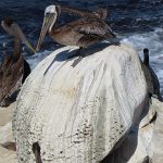 La Jolla Cove in San Diego, California, is a good spot to watch pelicans resting on the rocky beach. - photo by Joe Alexander