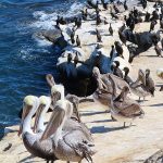 La Jolla Cove in San Diego, California, is a good spot to watch pelicans resting on the rocky beach. - photo by Joe Alexander