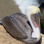 La Jolla Cove in San Diego, California, is a good spot to watch pelicans resting on the rocky beach. - photo by Joe Alexander