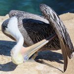La Jolla Cove in San Diego, California, is a good spot to watch pelicans resting on the rocky beach. - photo by Joe Alexander