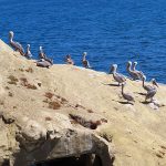 La Jolla Cove in San Diego, California, is a good spot to watch pelicans resting on the rocky beach. - photo by Joe Alexander