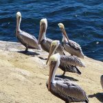 La Jolla Cove in San Diego, California, is a good spot to watch pelicans resting on the rocky beach. - photo by Joe Alexander