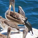 La Jolla Cove in San Diego, California, is a good spot to watch pelicans resting on the rocky beach. - photo by Joe Alexander