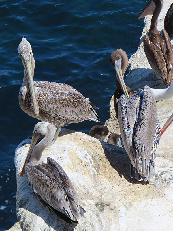 Pelicans congregating at La Jolla Cove in San Diego, California, in September 2025. - photo by Joe Alexander