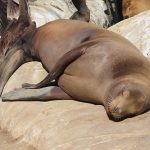 Seals and sea lions enjoy the afternoon sun at La Jolla Cove in San Diego, California. - photo by Joe Alexander