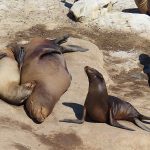 Seals and sea lions enjoy the afternoon sun at La Jolla Cove in San Diego, California. - photo by Joe Alexander