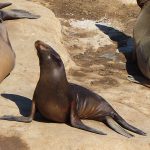 Seals and sea lions enjoy the afternoon sun at La Jolla Cove in San Diego, California. - photo by Joe Alexander