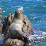 Seals and sea lions enjoy the afternoon sun at La Jolla Cove in San Diego, California. - photo by Joe Alexander