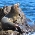Seals and sea lions enjoy the afternoon sun at La Jolla Cove in San Diego, California. - photo by Joe Alexander