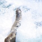 Seals and sea lions enjoy the afternoon sun at La Jolla Cove in San Diego, California. - photo by Joe Alexander