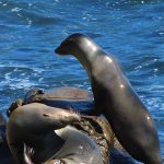 Seals and sea lions enjoy the afternoon sun at La Jolla Cove in San Diego, California. - photo by Joe Alexander