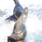 Seals and sea lions enjoy the afternoon sun at La Jolla Cove in San Diego, California. - photo by Joe Alexander