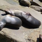 Seals and sea lions enjoy the afternoon sun at La Jolla Cove in San Diego, California. - photo by Joe Alexander