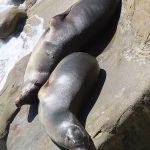 Seals and sea lions enjoy the afternoon sun at La Jolla Cove in San Diego, California. - photo by Joe Alexander