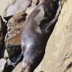 Seals and sea lions enjoy the afternoon sun at La Jolla Cove in San Diego, California. - photo by Joe Alexander