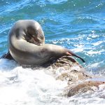 Seals and sea lions enjoy the afternoon sun at La Jolla Cove in San Diego, California. - photo by Joe Alexander