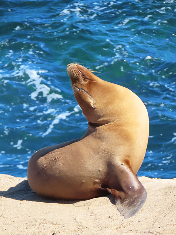 I stopped by La Jolla Cove on what felt like a perfect day to work on a tan. - photo by Joe Alexander