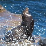 Seals and sea lions enjoy the afternoon sun at La Jolla Cove in San Diego, California. - photo by Joe Alexander